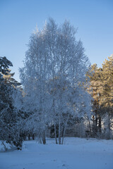 birch in the frost in the park
