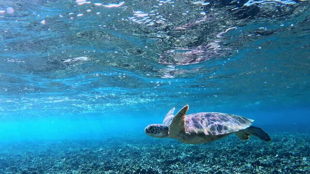 Closeup Of Green Sea Turtle Surfacing For A Breath In Tropical Blue Sea. - underwater, side view