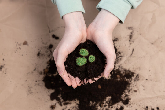 Hands holding soil with succulent plant, National houseplant appreciation day. Earth day, soil day concept - Powered by Adobe