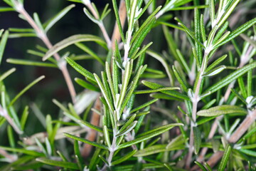 Rosemary herb in the garden