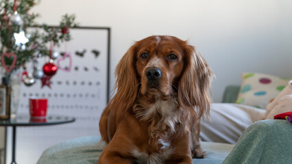 Portrait of dog sitting on couch at home at Christmas time. Selective focus included
