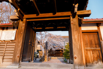 岩手県盛岡市・龍谷寺のモリオカシダレ
