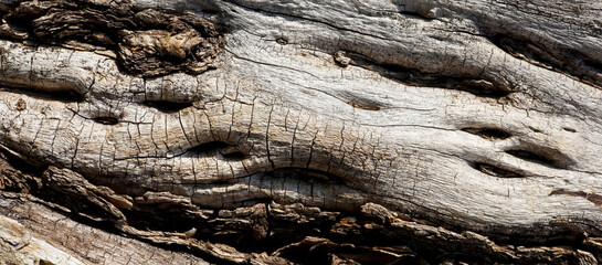 close-up bark of a tree texture.Wooden background