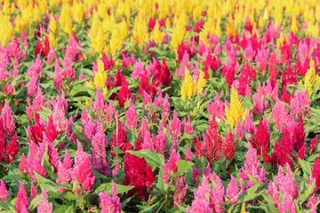 Close-up shot of multi-colored Cockscomb flowers in a garden, showcasing the variety of hues and unique texture of this flower. Ideal for designs seeking distinctiveness, natural details