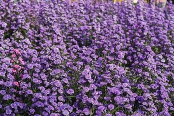 Obraz premium wide-angle shot of a field of delicate purple flowers in full bloom, offering a sense of calm and relaxation. Ideal for designs seeking purity, simplicity, or as a symbol of hope and new beginnings