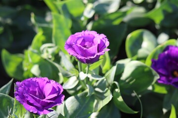 Fototapeta na wymiar Colorful flowers in the garden, morning flowers, purple lisianthus, close up