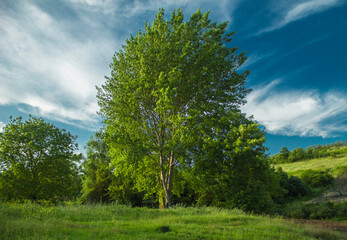 Big old and lonely tree and greenery on meadow
