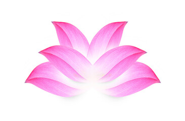 lotus isolated on white background.