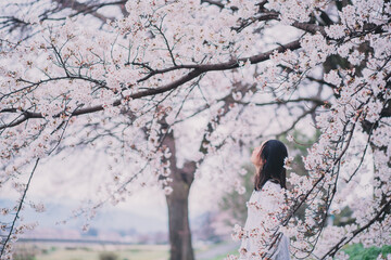 桜と女性