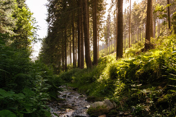 Sonnenaufgang im Wald mit Dunst
