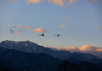 夕暮れの空を飛ぶ二匹の白鳥