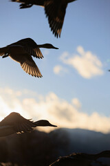 羽ばたく鴨の群れ