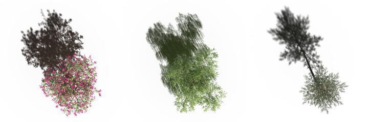 tree with a shadow under it, top view, isolated on white background, 3D illustration, cg render