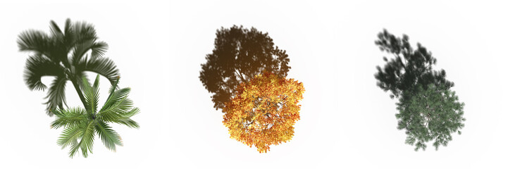 tree with a shadow under it, top view, isolated on white background, 3D illustration, cg render