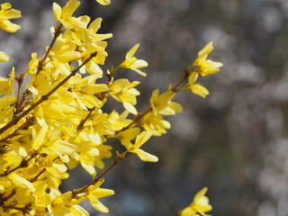 春の花　レンギョウ