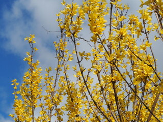 春の花　レンギョウ
