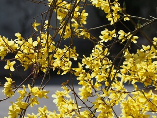 春の花　レンギョウ