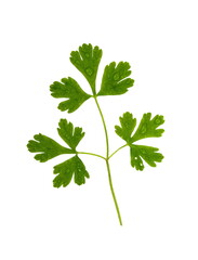 Branch of fresh parsley isolated on white.