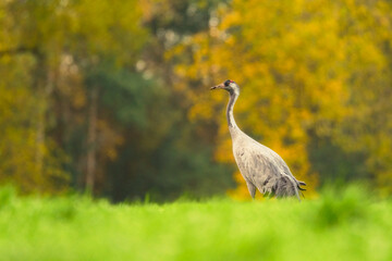 Kranich vor Herbstlaub