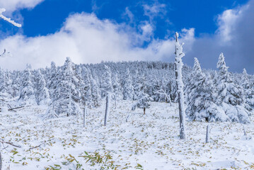 Fototapeta na wymiar 雪の北八ヶ岳 縞枯山スノーハイク