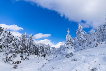 雪の北八ヶ岳 縞枯山スノーハイク