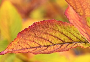 Close up of beautiful red Autumn Beech leaves