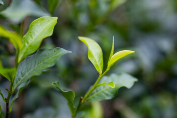 Green tea tree plant field