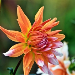 Close up of a beautiful orange Dahlia blossom