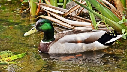 Close up of a male mallard duck on the river