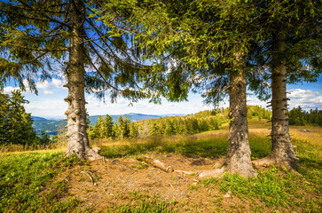 Fototapeta na wymiar Góry Gorce, sosnowe drzewa z pejzażem w tle