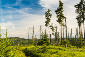 Góry Gorce, sosnowe wiatrołomy, zielone trawy © photogam