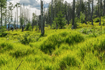 Góry Gorce, sosnowe wiatrołomy, zielone trawy © photogam