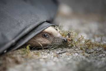 Igel schaut unter einer Grillabdeckung hervor