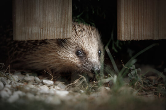 Igel schaut unter dem Gartenzaun hindurch
