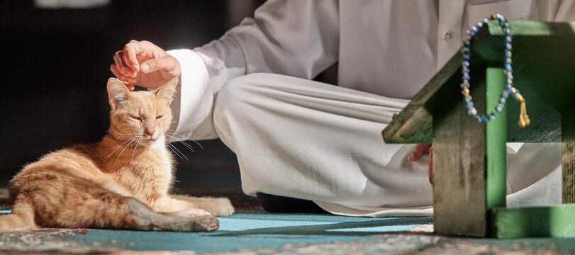 Muslim, cat or hands in prayer on carpet for peace, mindfulness or support from Allah in holy temple or mosque. Kitten, Islamic or spiritual person praying to worship God on Ramadan Kareem in Qatar