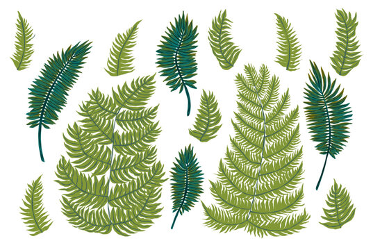 Set de hojas exóticas. Helechos. Ilustración vectorial para diseño publicitario, vacaciones de verano paraíso tropical