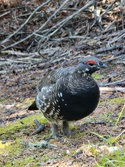 Ptarmigan
