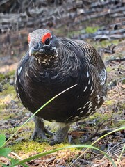 Ptarmigan in the forest 