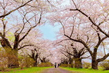 岩手県北上市・北上展勝地の桜