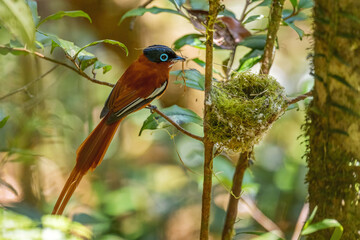 Madagascar Paradise-flycatcher - Terpsiphone mutata, Madagascar. Beautiful perching bird with extremely long tail long Madagascar forests, bushes and gardens.
