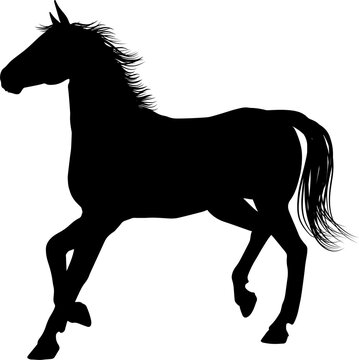 Horse Silhouette Animal