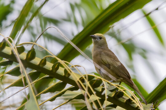 Palm Tanager