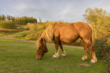 Horses near Kalamua mountain in the Basque Country (Spain)