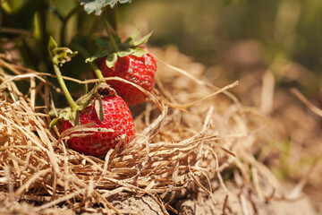 Ripe garden strawberry on wooden wool mulch layer, closeup detail