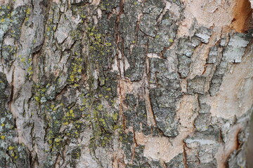 Tree Bark in a different view.