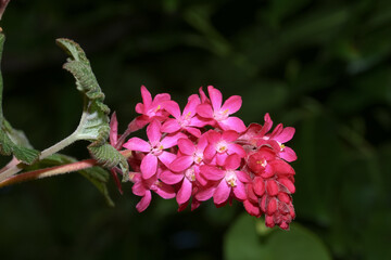 Rosa Blüte der Blutjohannisbeere, Ribes sanguineum