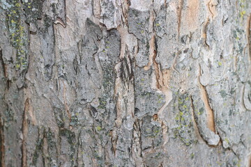 Tree Bark in a different view.