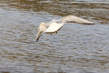 Lachmöve im Flug, Larus ridibundus