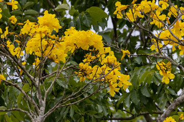 yellow flowers