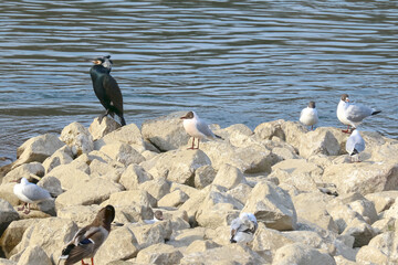 Komoran auf einem Felsen,  Phalacrocorax carbo